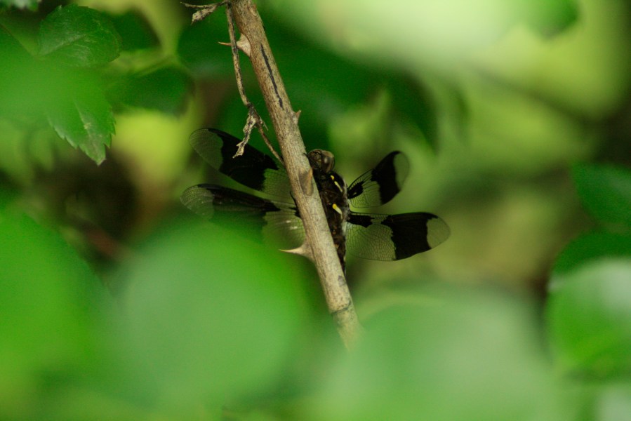 dragon fly