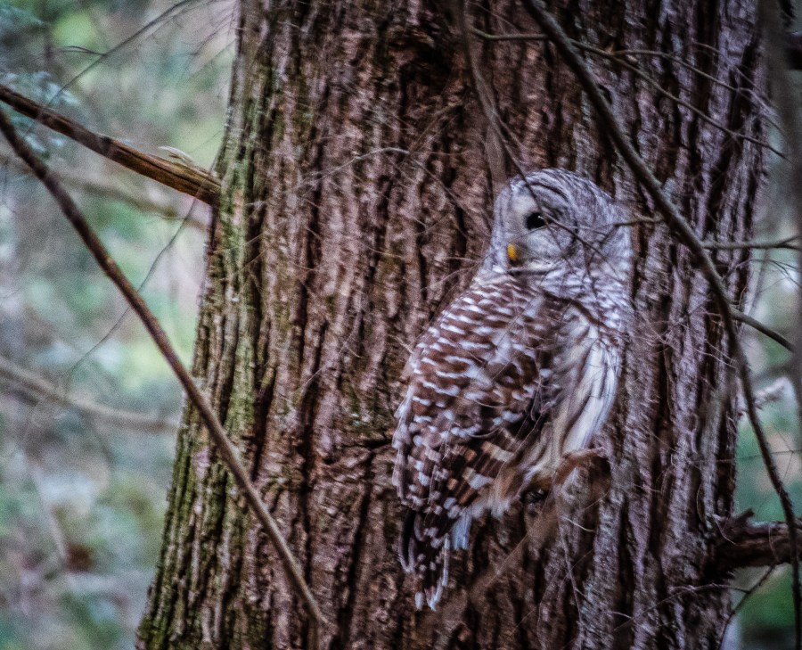 The Owl