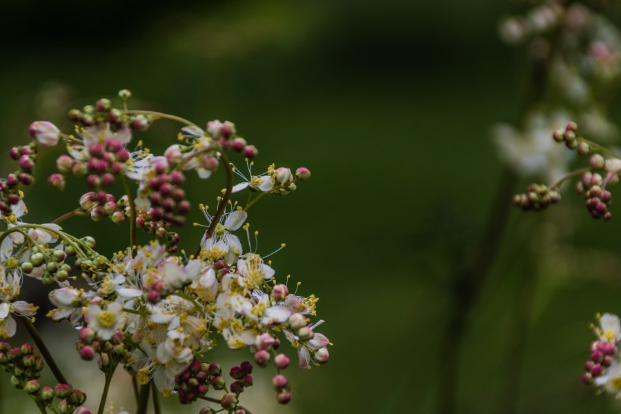 Blossoms-2108