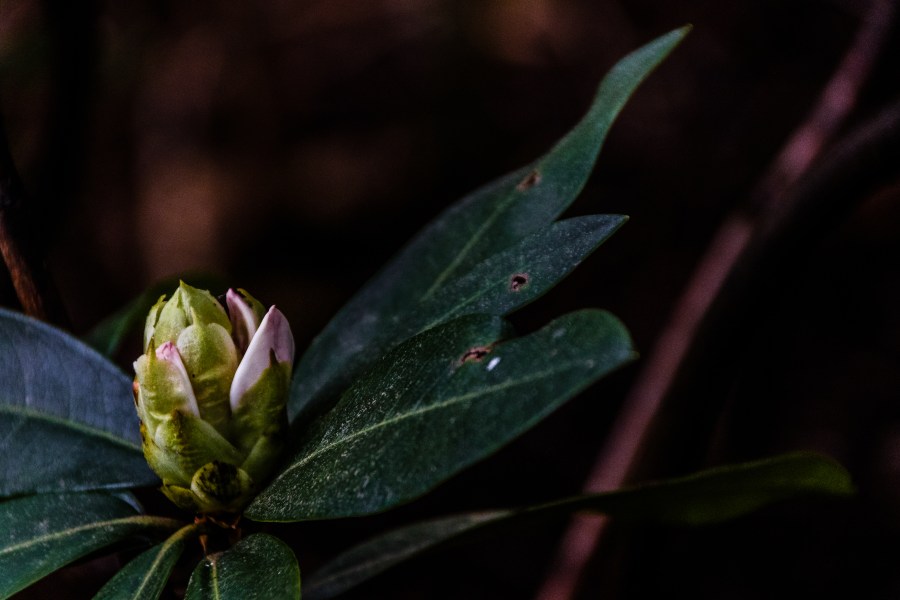 Bud