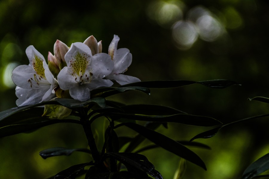 Cluster