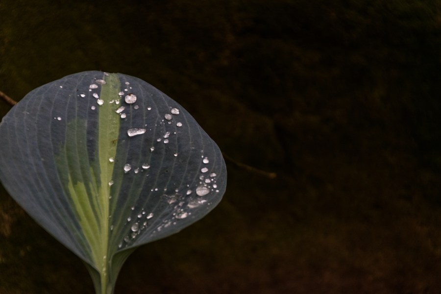 Drops