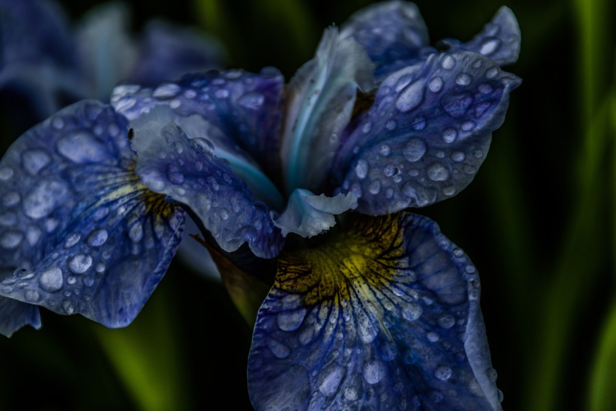Iris