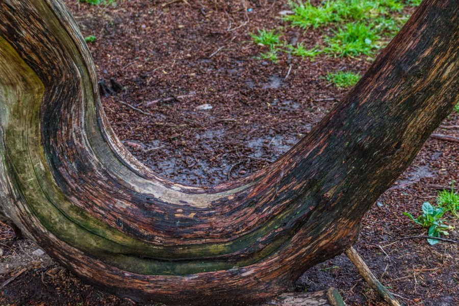 Natural Curves-2140