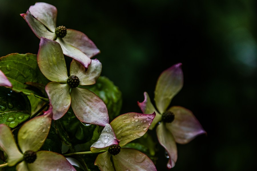 Rain