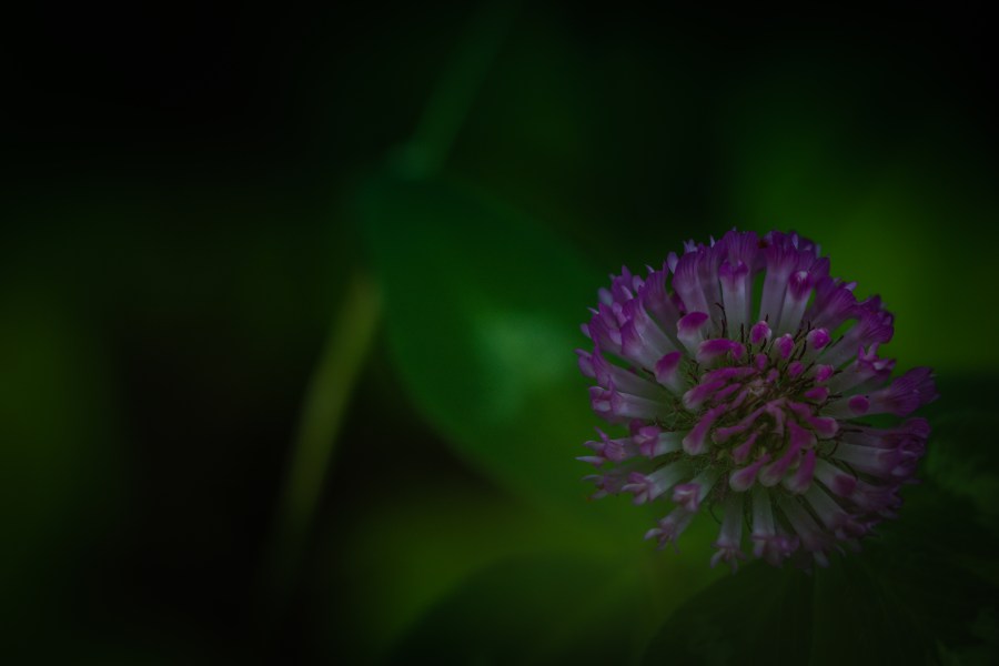 Clover