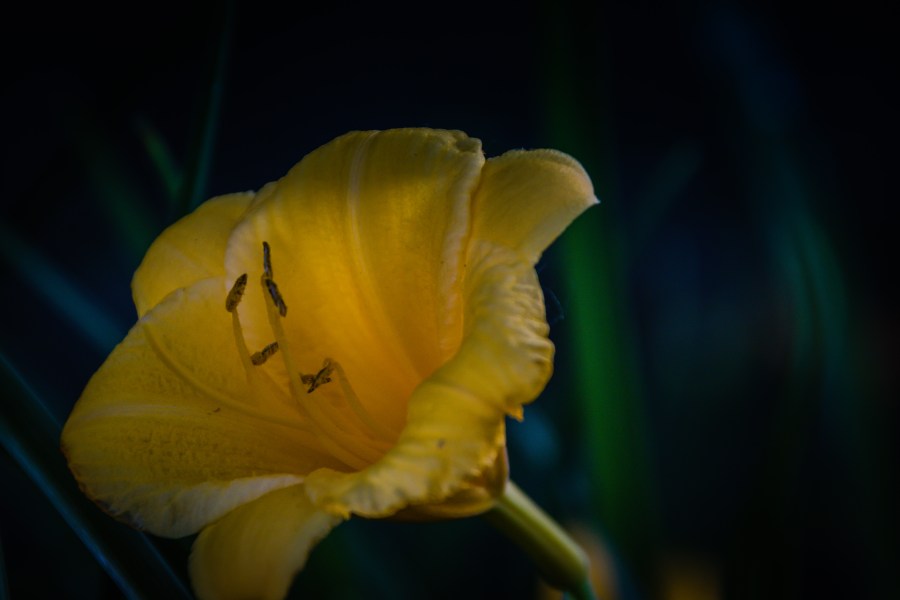 Daffodil