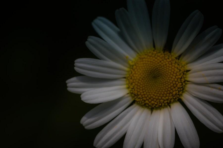A simple wild daisy