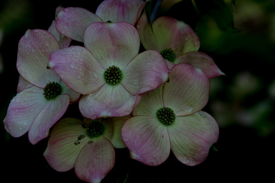 Shades of Pink