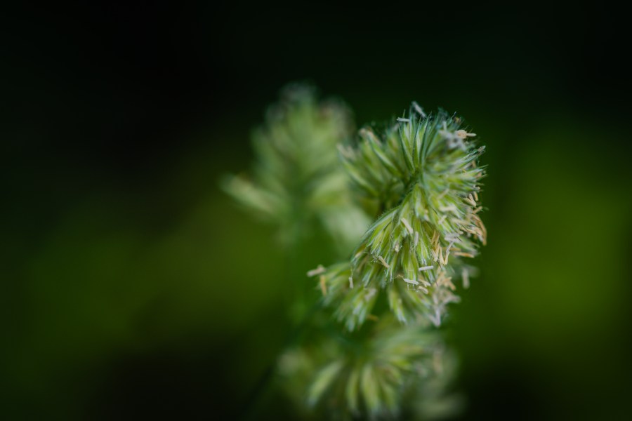 Simply grass