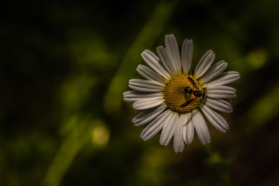 The daisy and the wasp