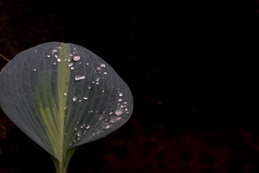 Translucent