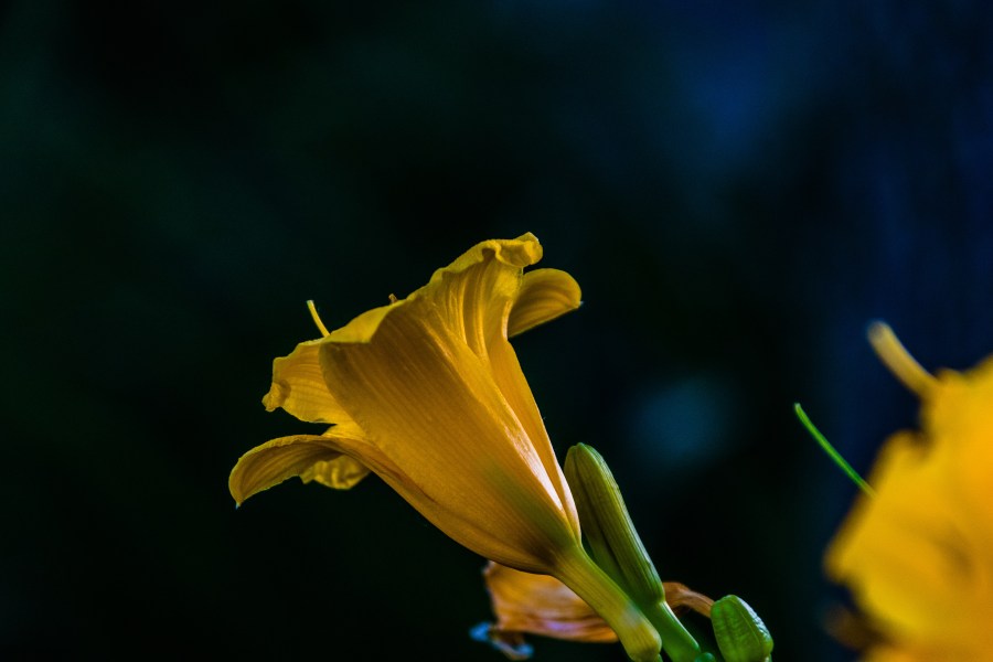 Trumpet