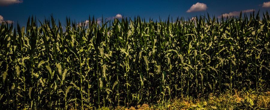corn