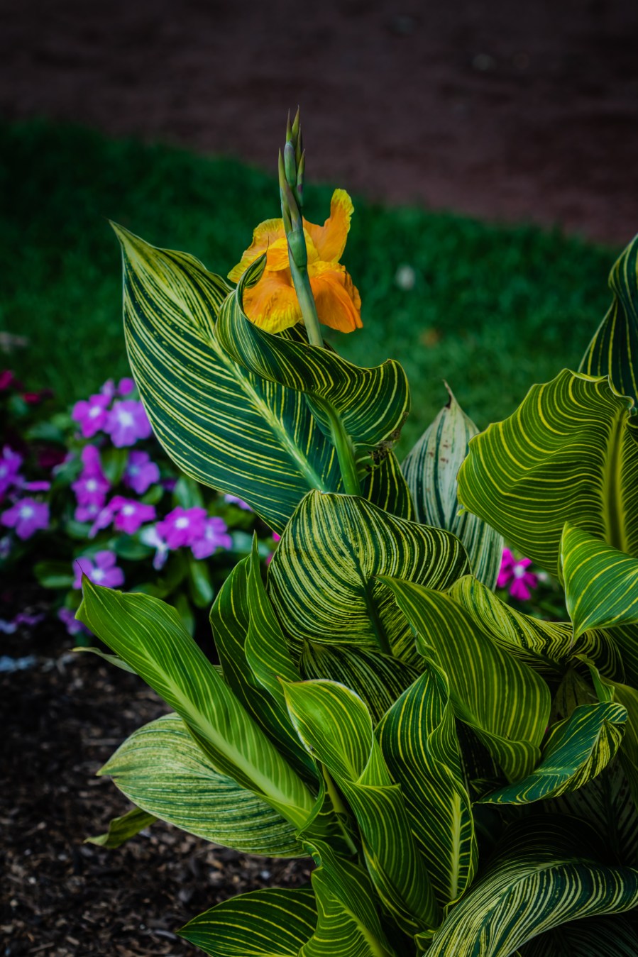 Green stripes