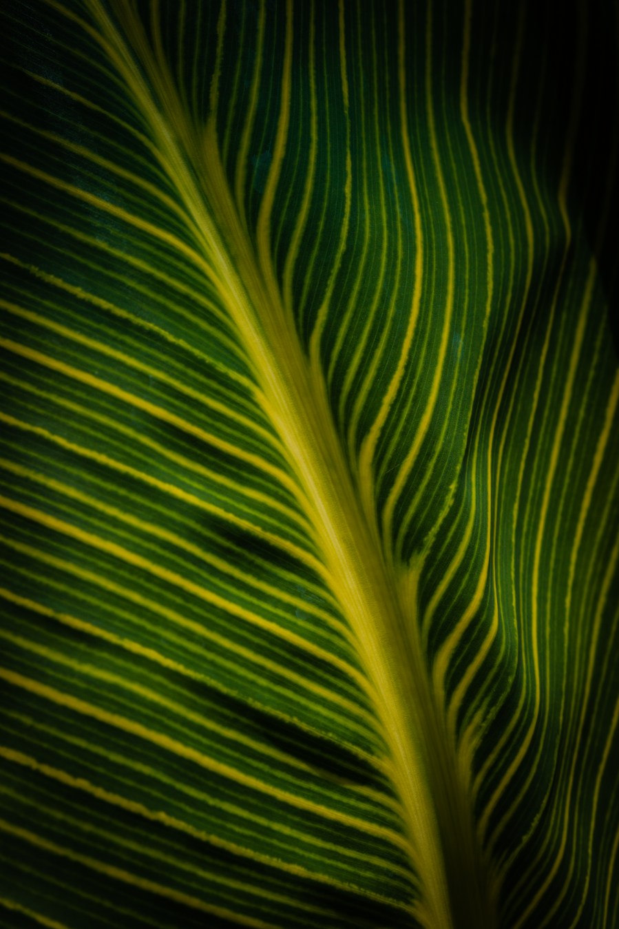 Lines