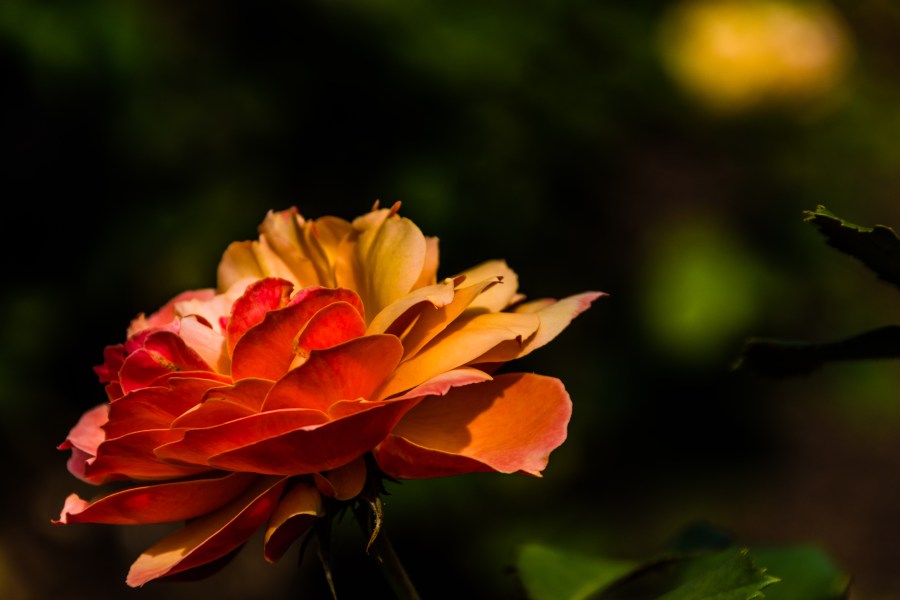 Orange_Yellow
