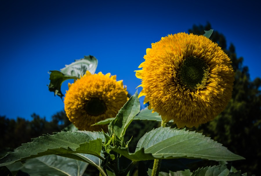 Sunflowers