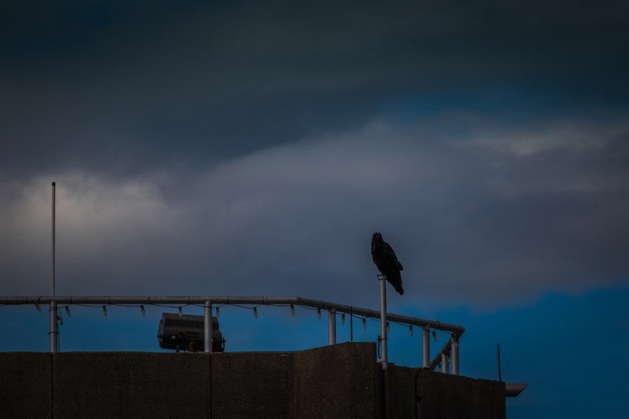 The perch