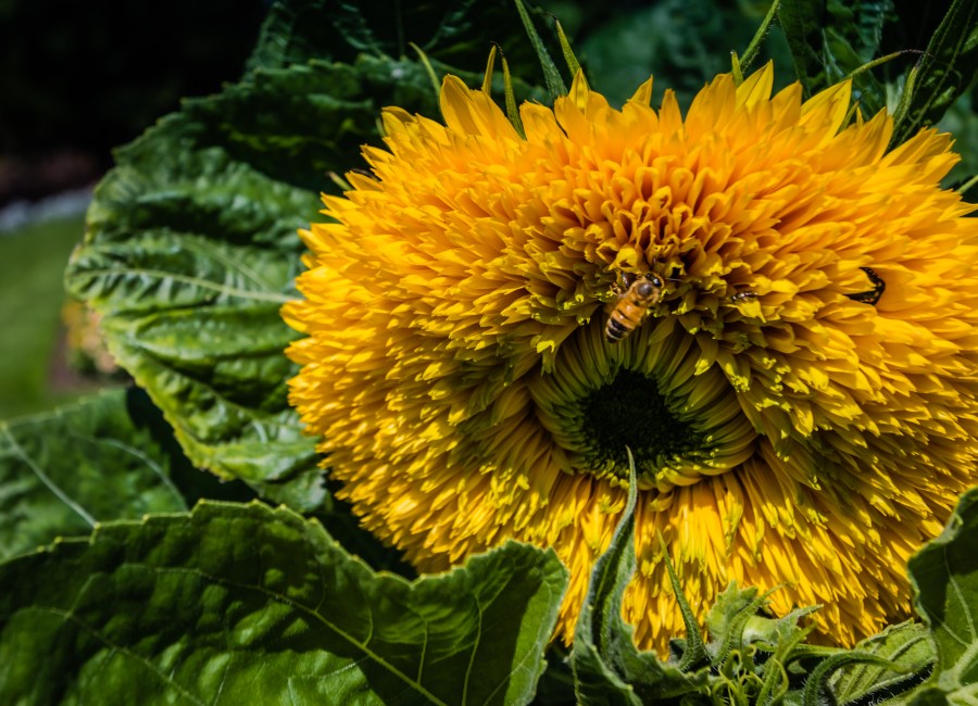 The Sunflower and the Bee