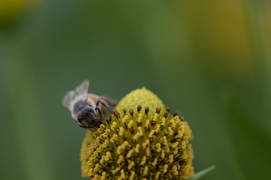 bee