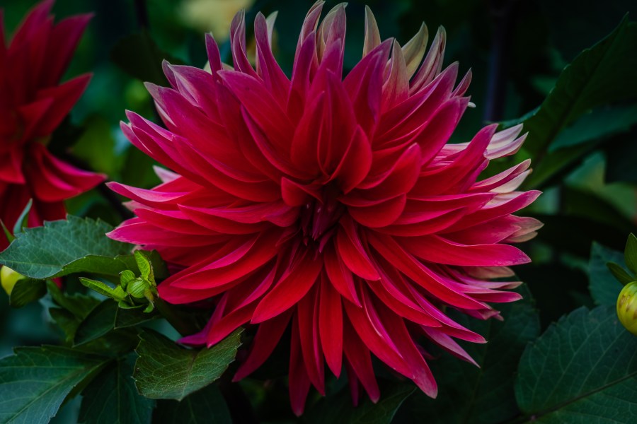 crimson
