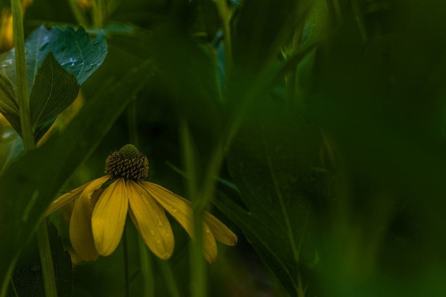 hidden