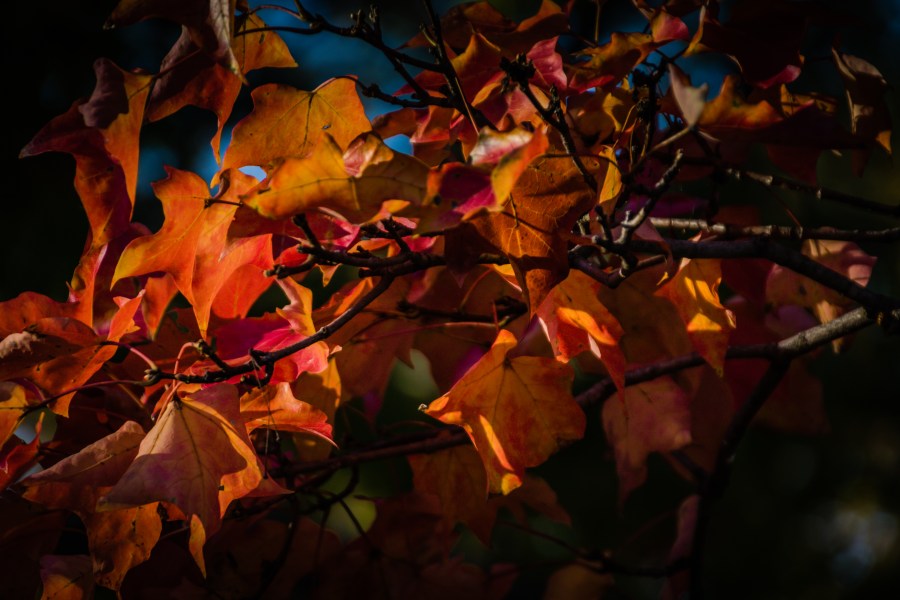 Explosion of color