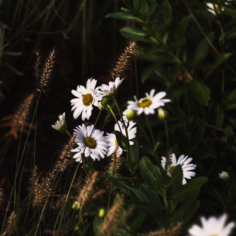 Autumn Daisys