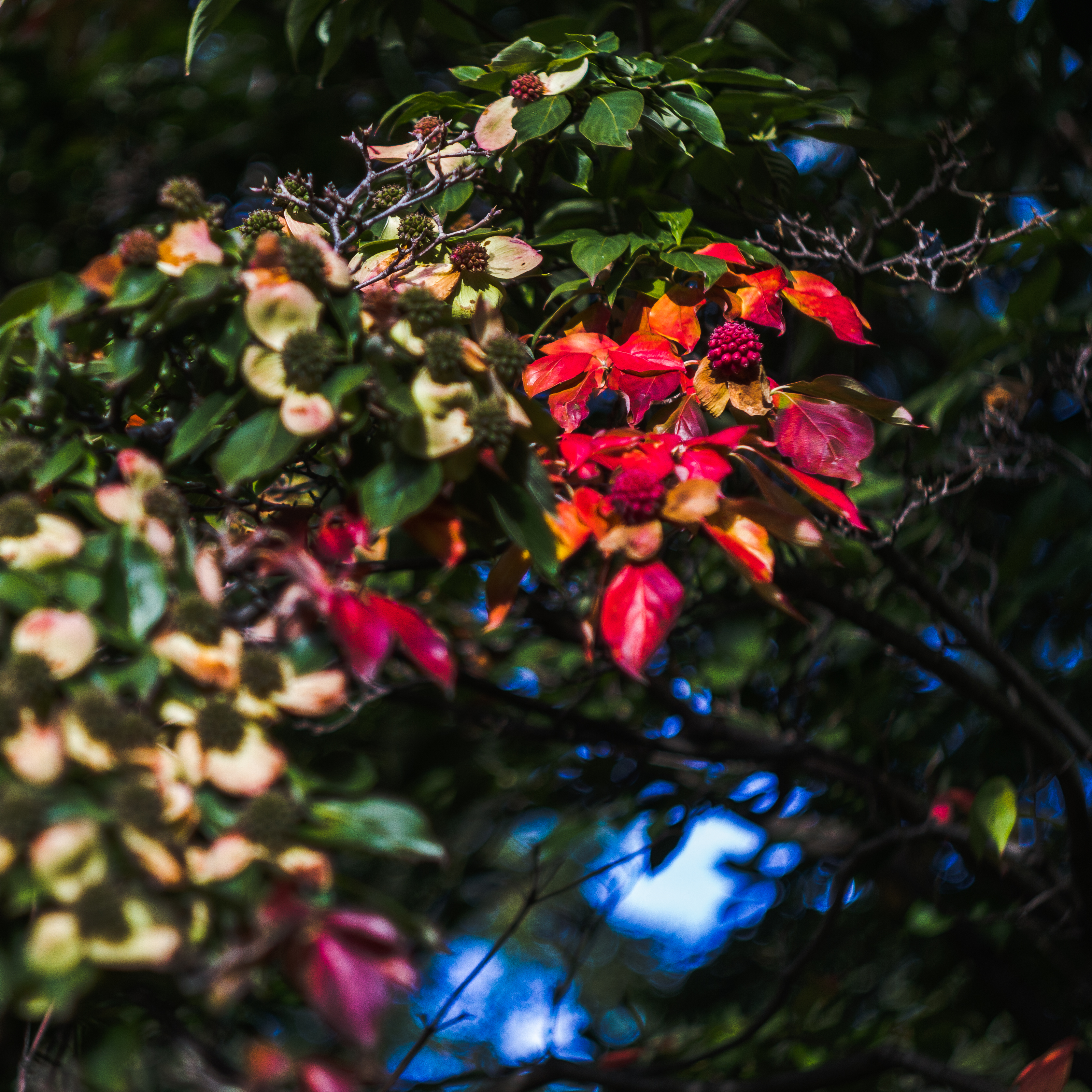 Autumn Red