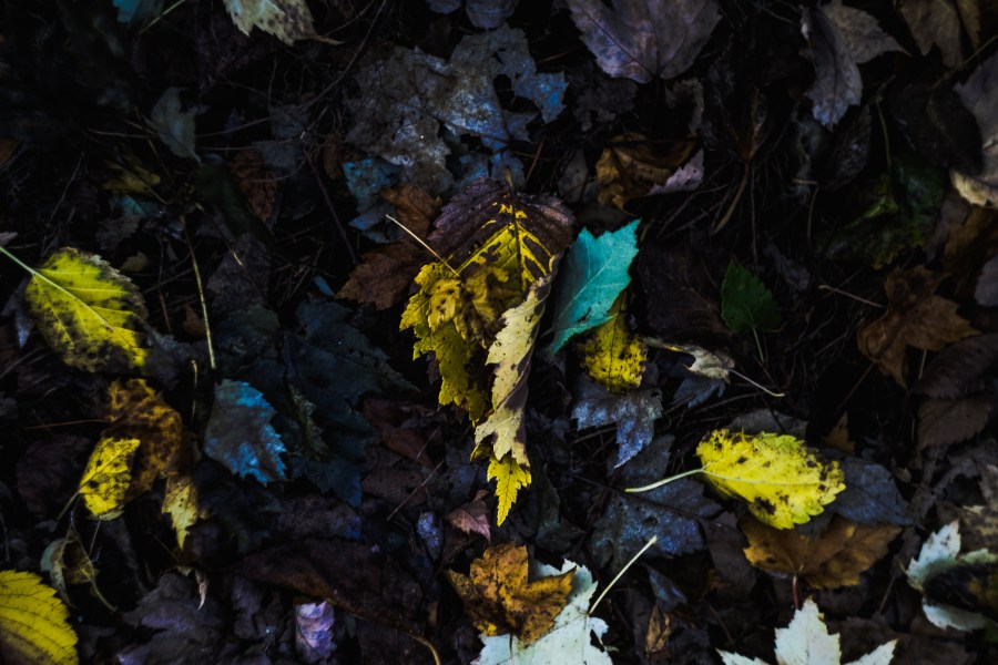 Fallen