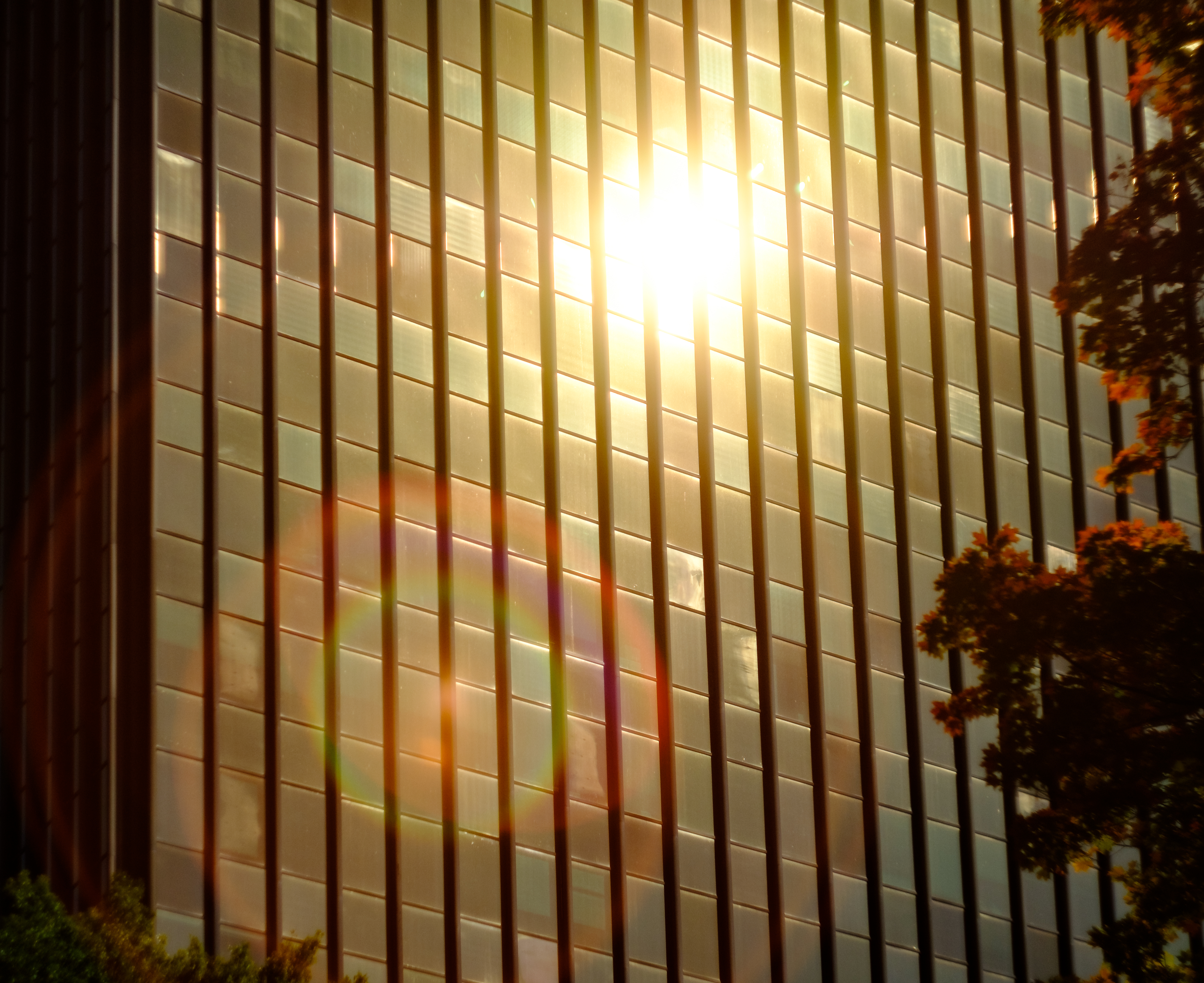 Golden Light