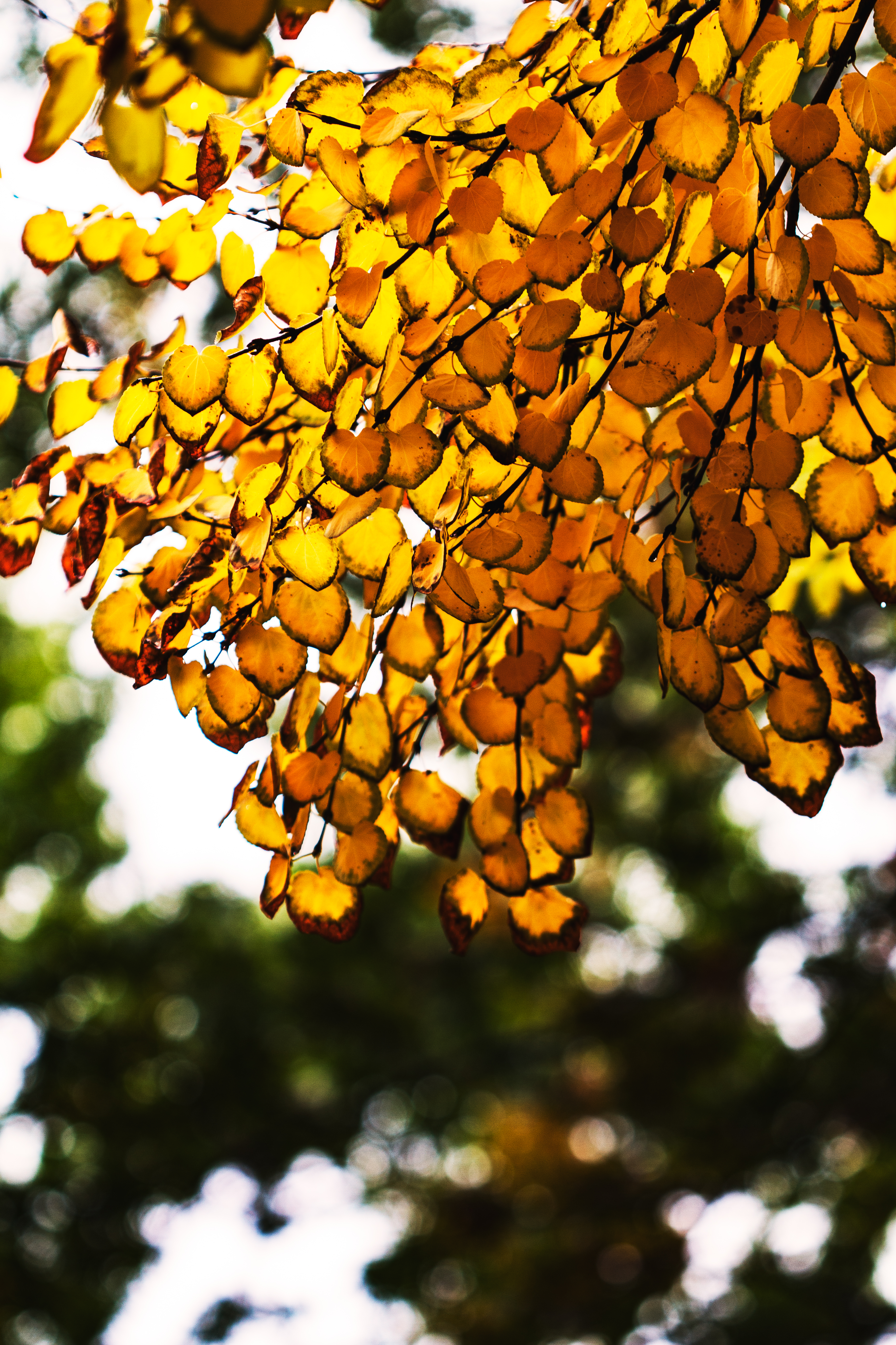 Orange Gold