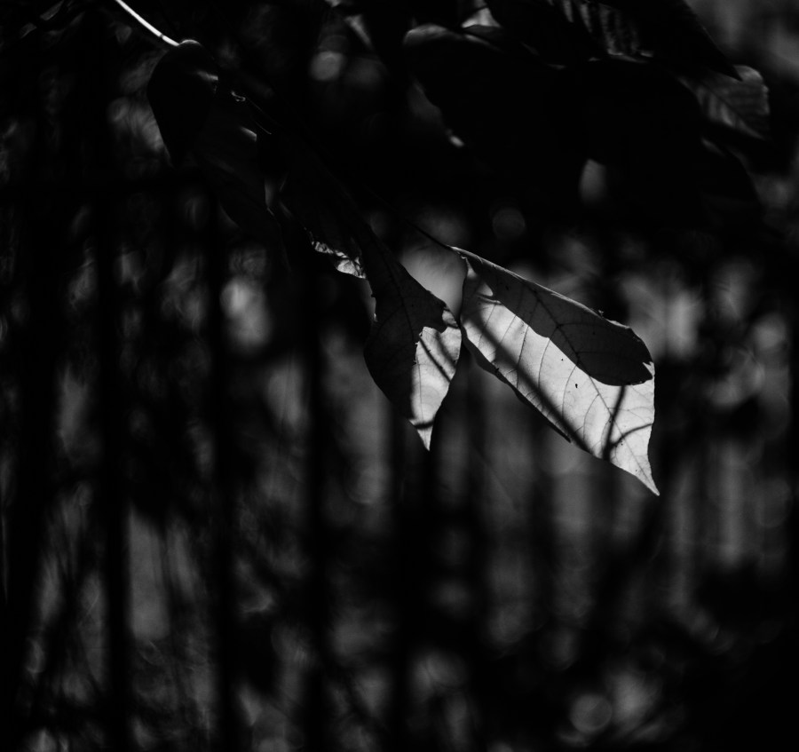 Shadows