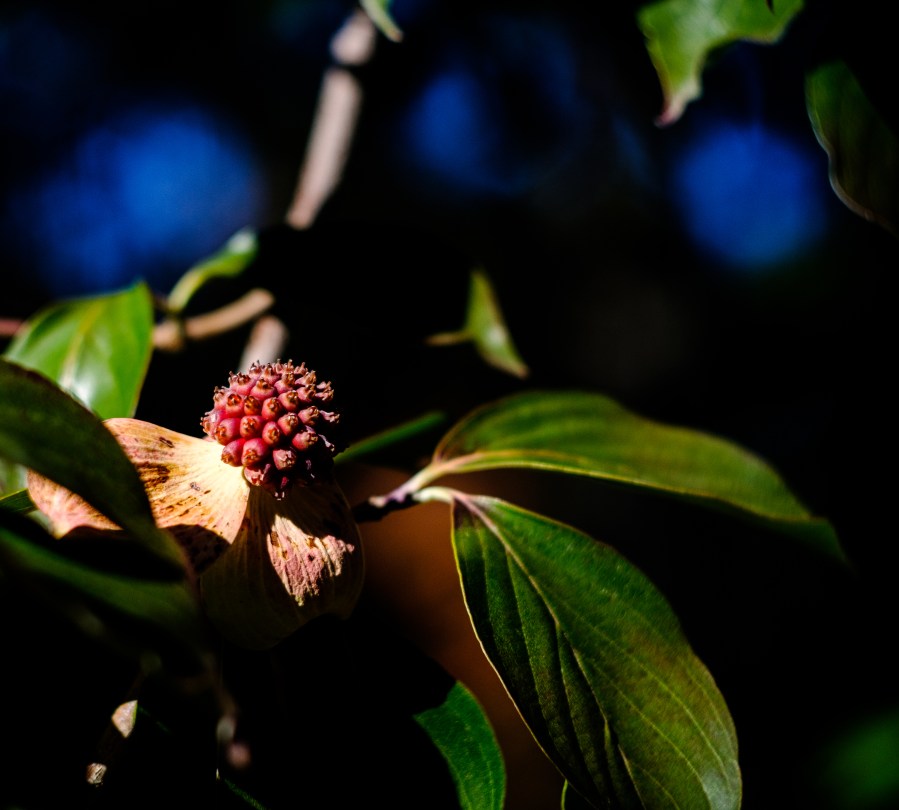 Strange Fruit