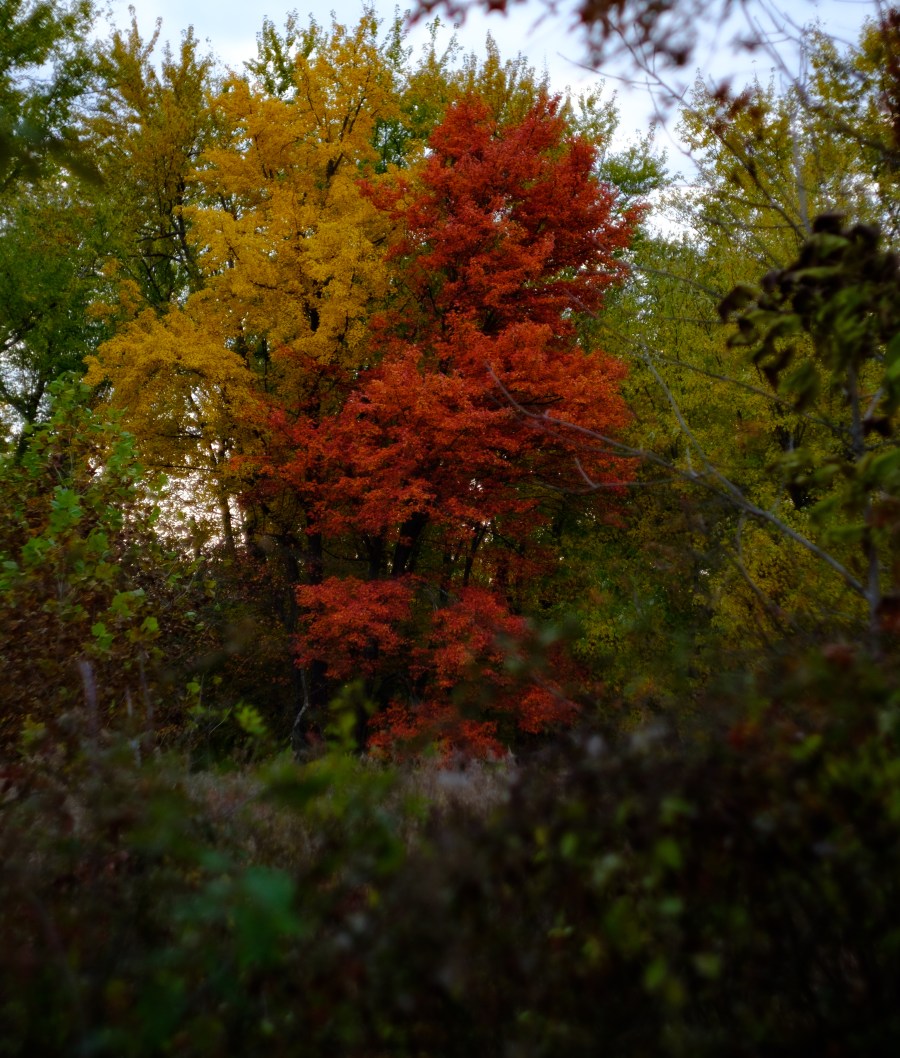 Autumn Colors