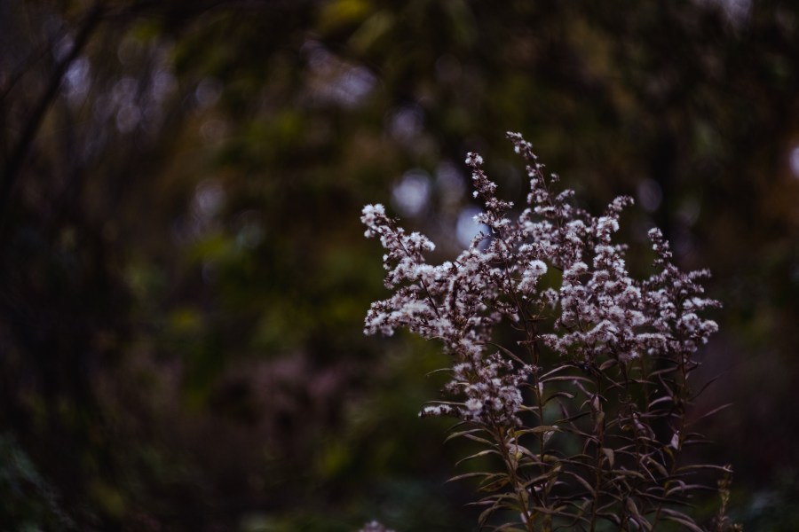 Bokeh