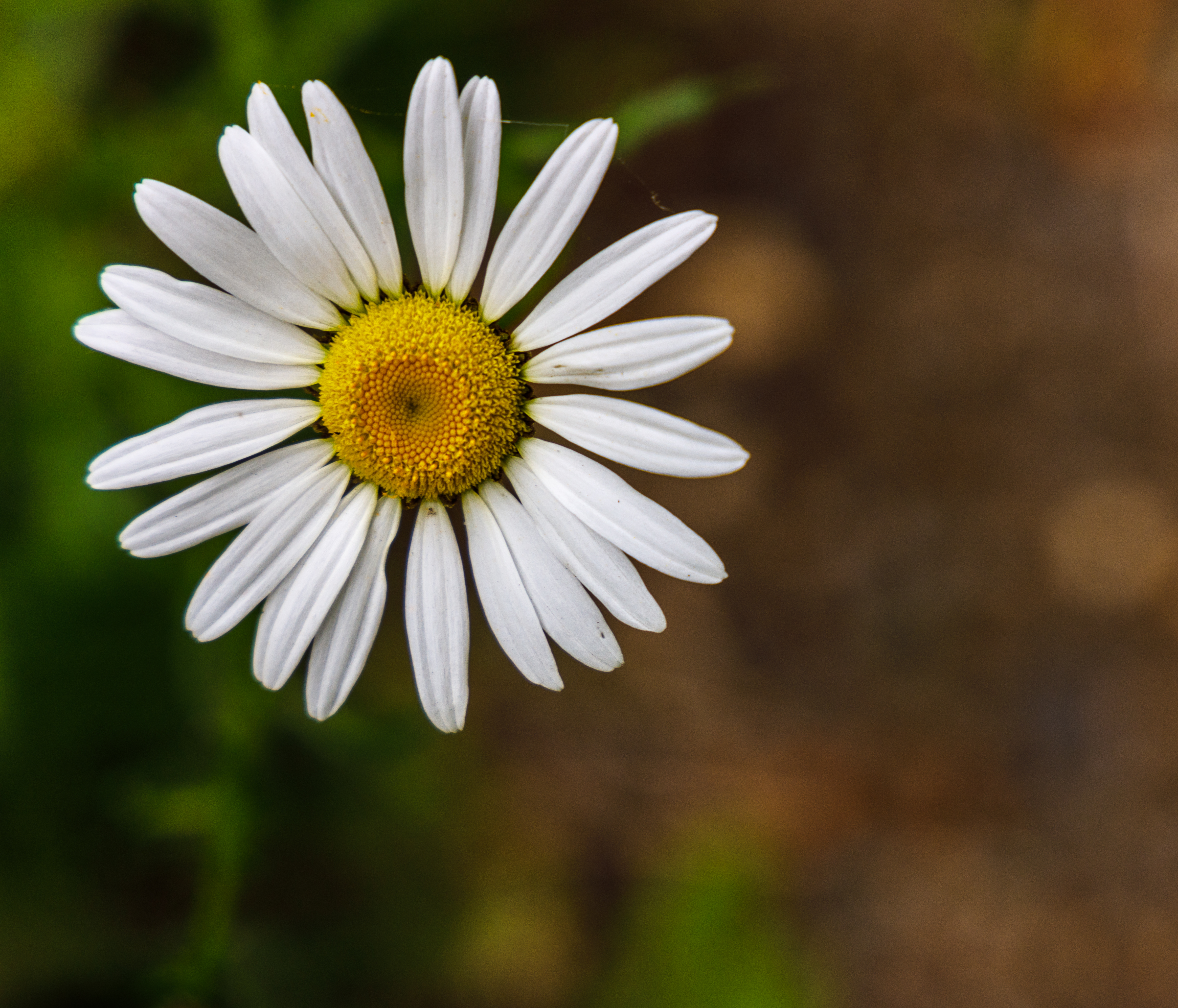 Flowers-3