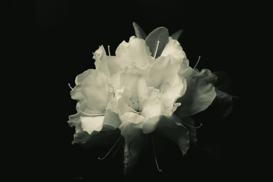 White Flower